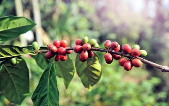 Kabupaten Temanggung Rintis Kopi Organik