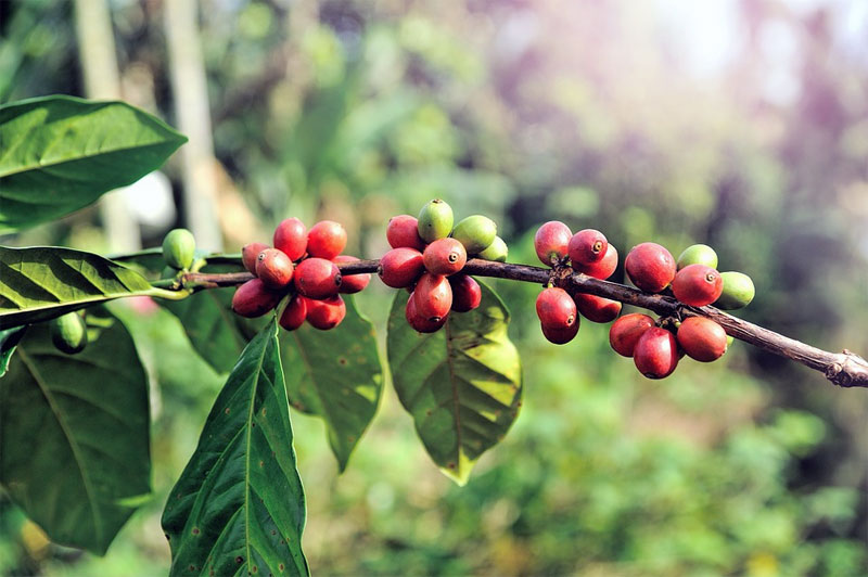 Kabupaten Temanggung Rintis Kopi Organik