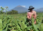 Temanggung Tanam Tembakau pada Lahan 14.087 hеktаr